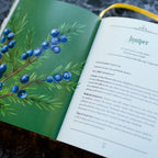 Enchanted Plants: A Treasury of Botanical Folklore and Magic